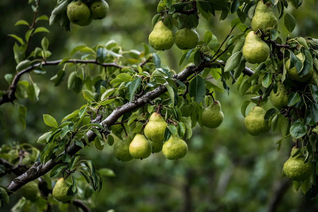 Fruit on Pear Tree
