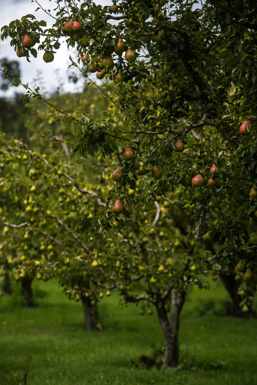 Fruit on Pear Tree