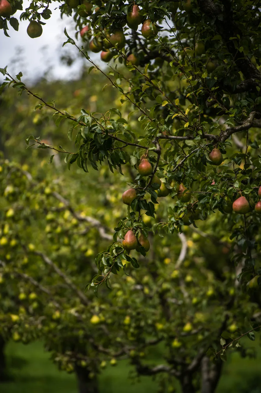 Fruit on Pear Tree