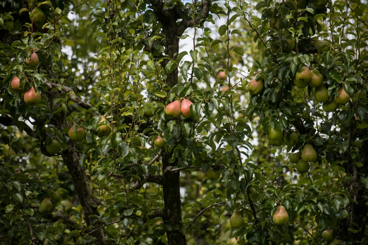 Fruit on Pear Tree