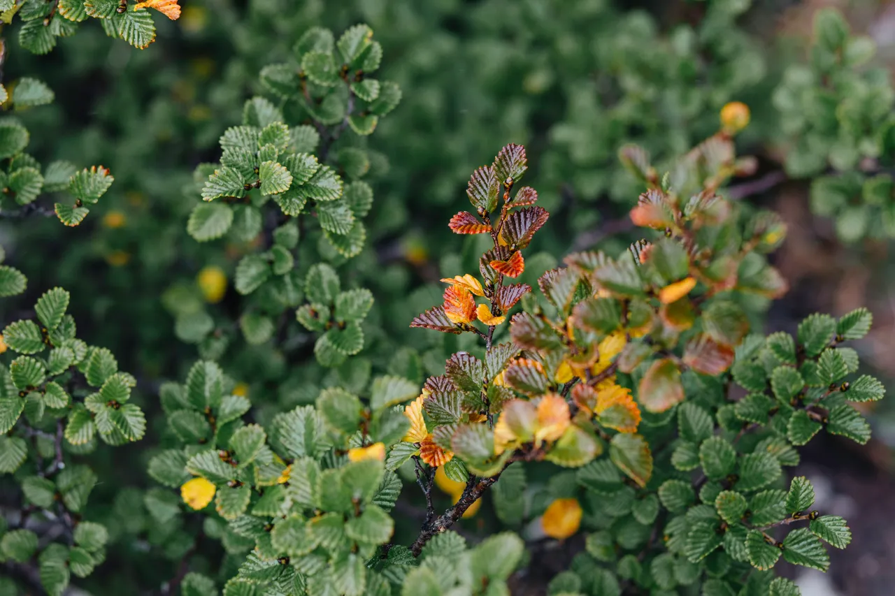 Fagus (nothofagus gunnii)