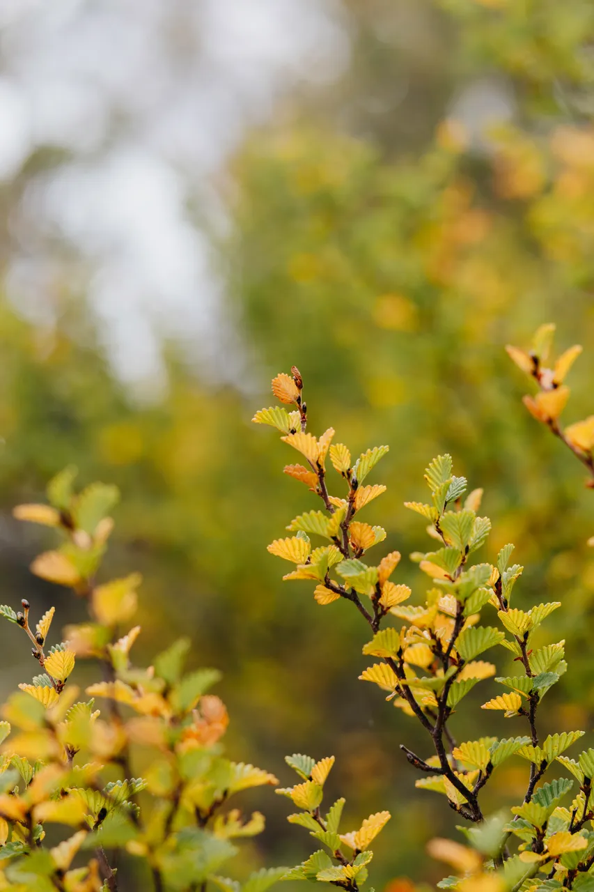 Fagus (nothofagus gunnii)
