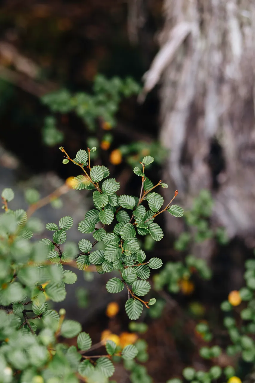 Fagus (nothofagus gunnii)