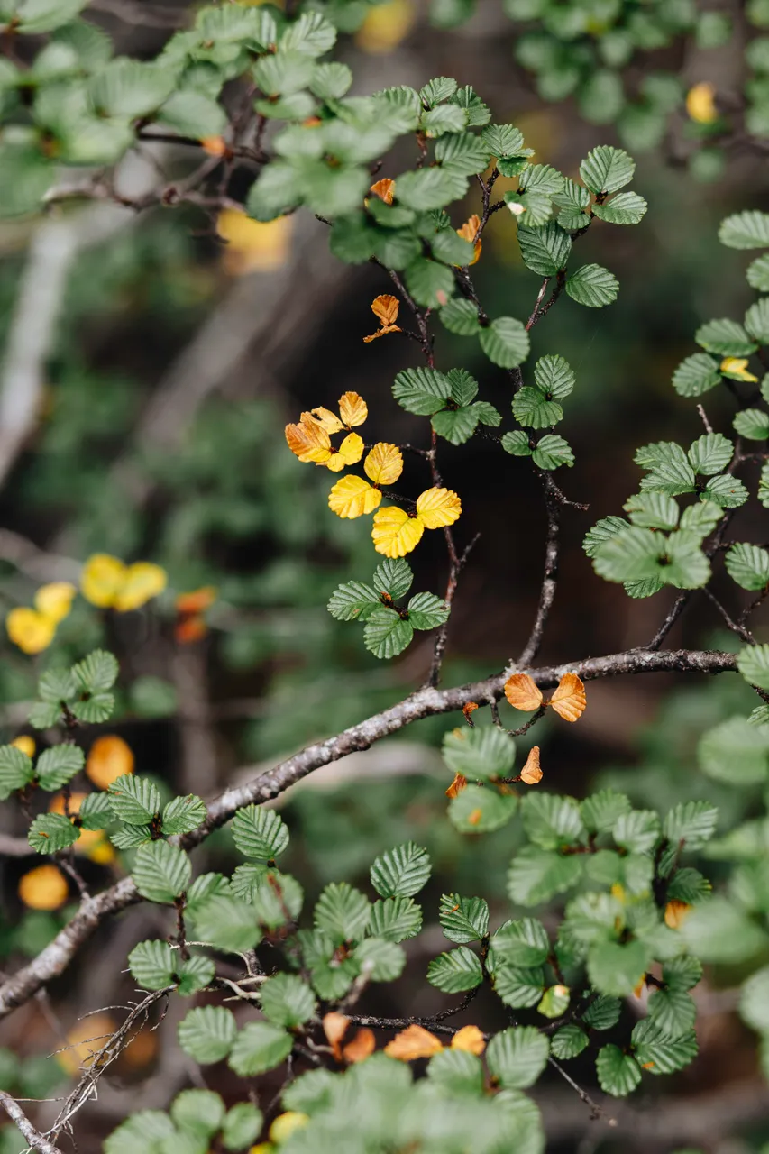 Fagus (nothofagus gunnii)