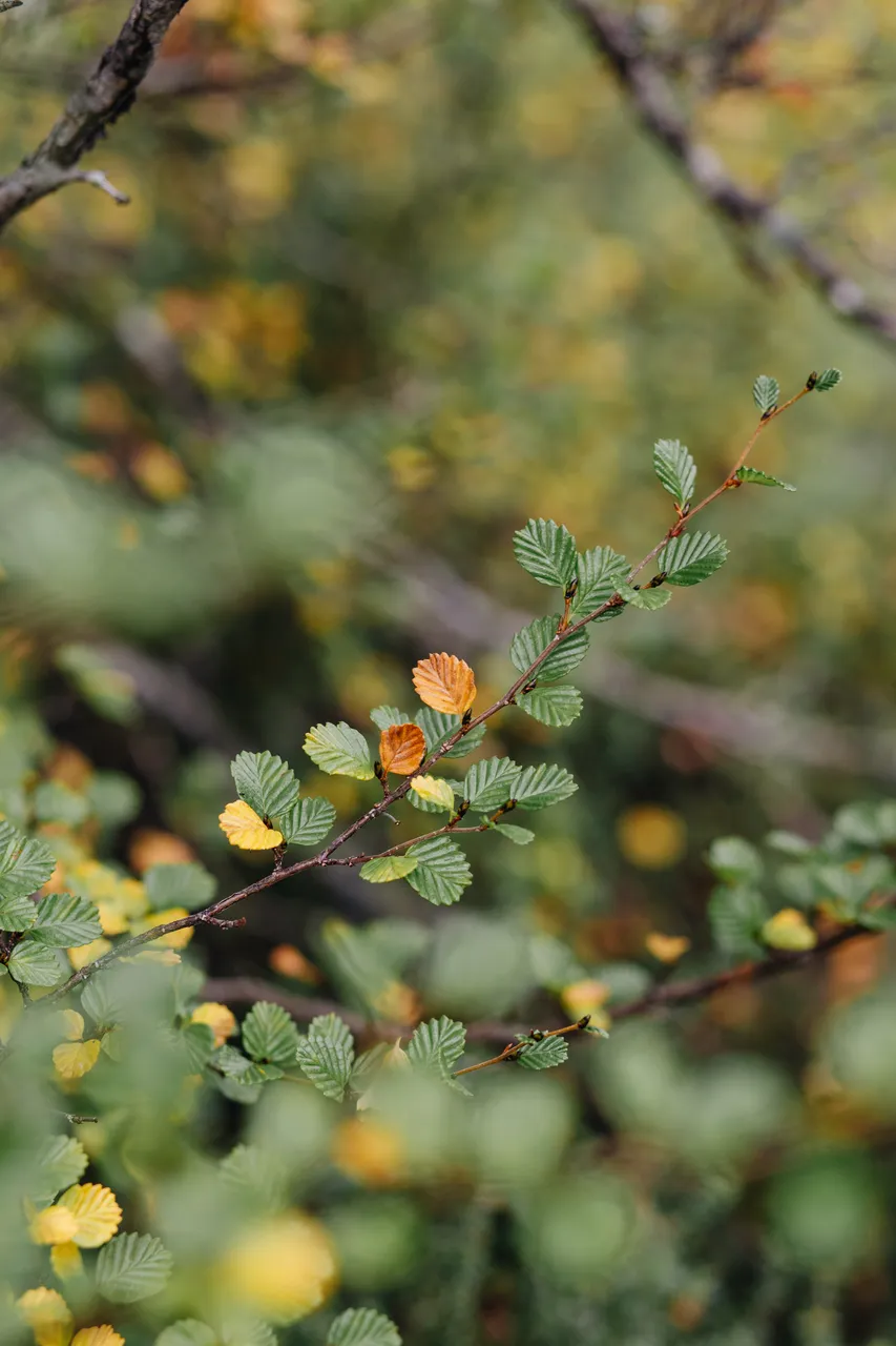 Fagus (nothofagus gunnii)