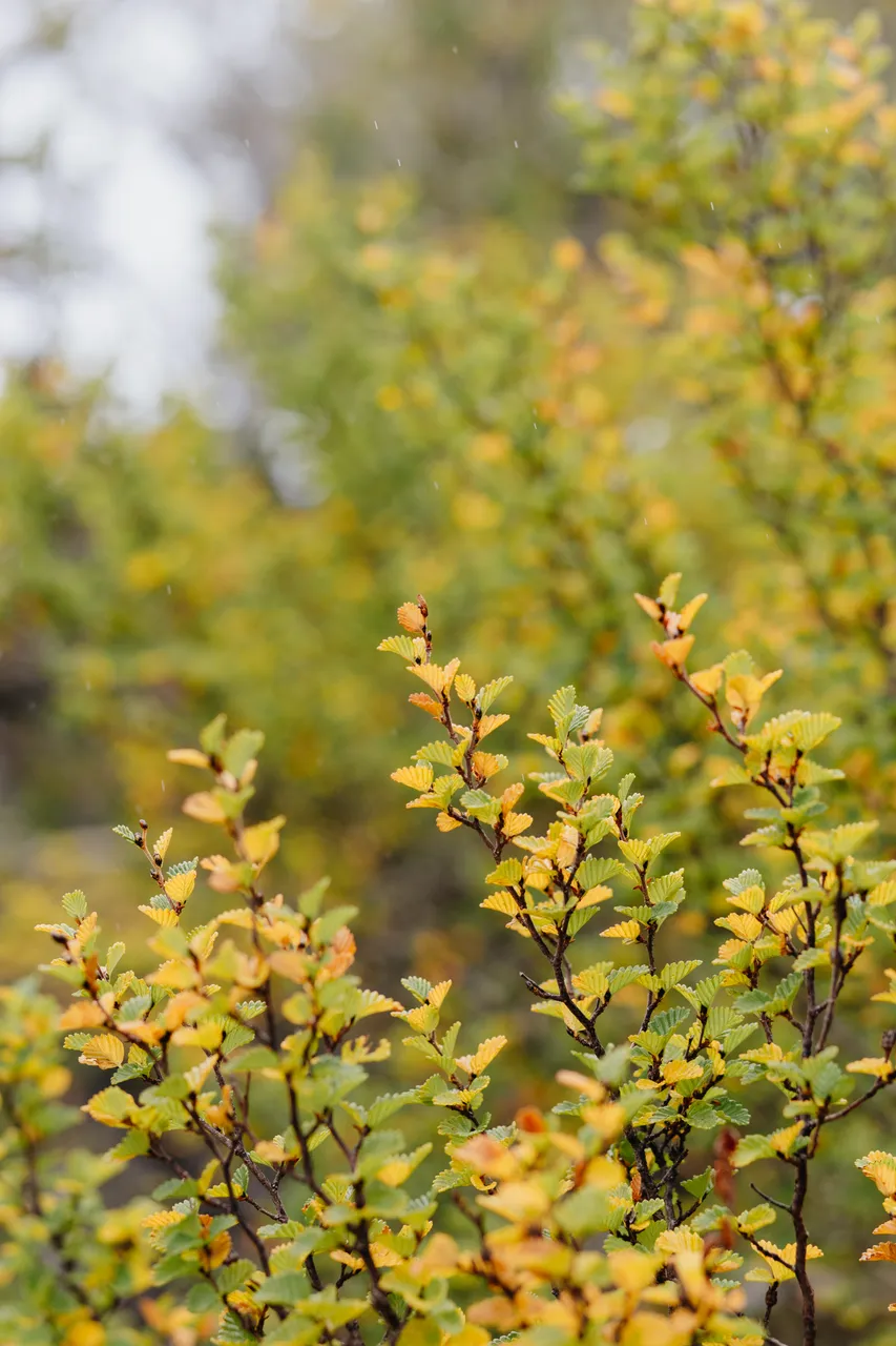 Fagus (nothofagus gunnii)