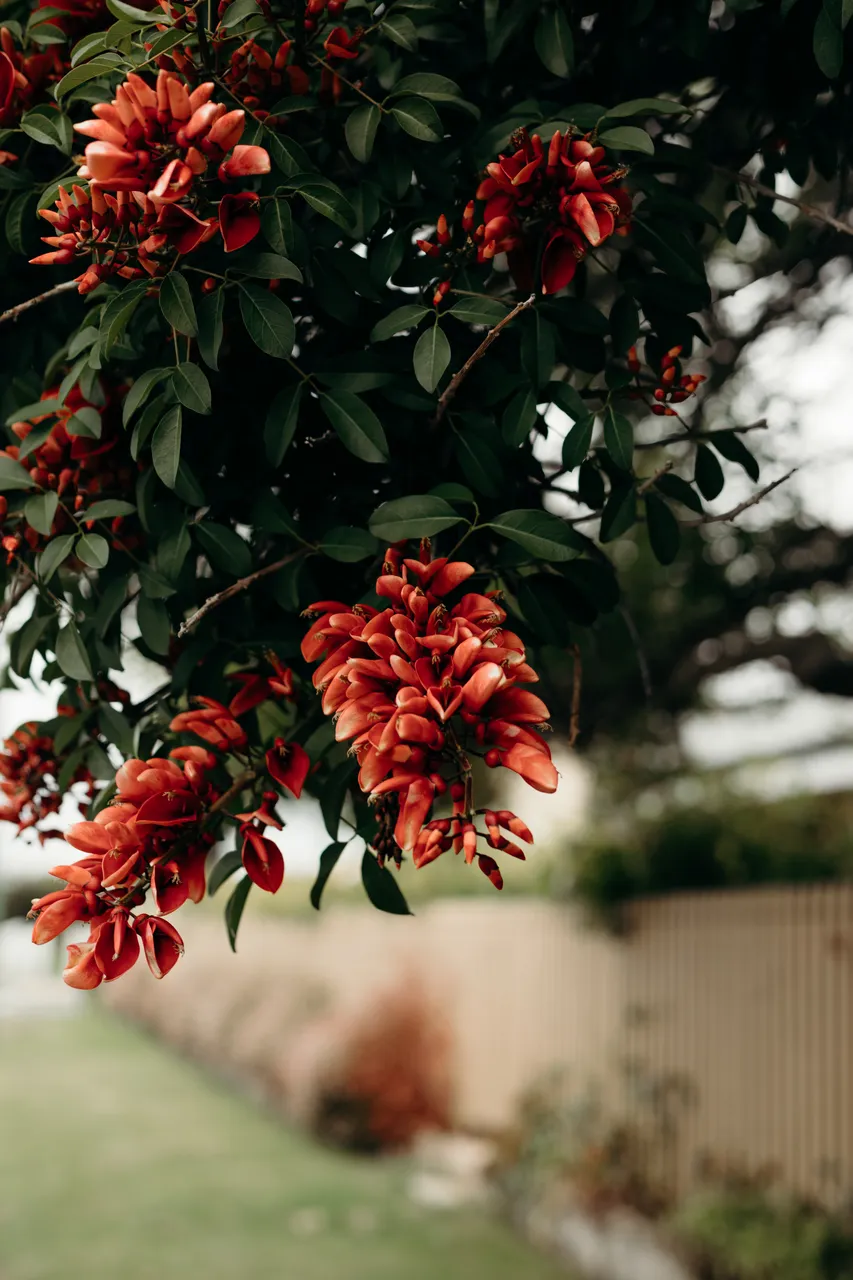 Neighbourhood Flowers