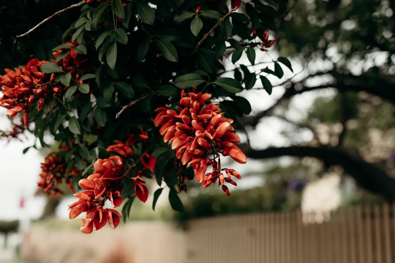 Neighbourhood Flowers