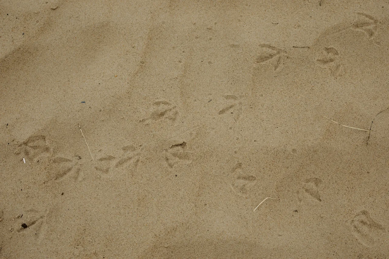 Bellerive Beach