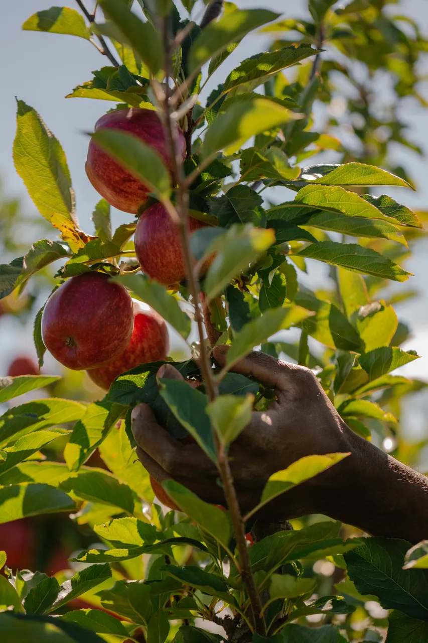 Apple Orchard