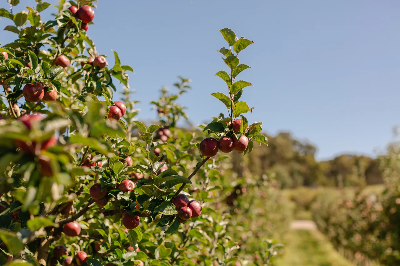Apple Orchard