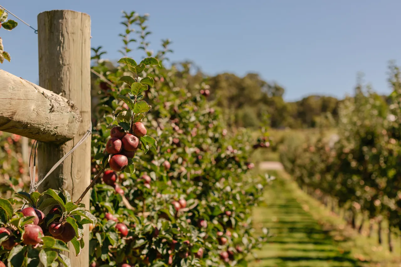 Apple Orchard