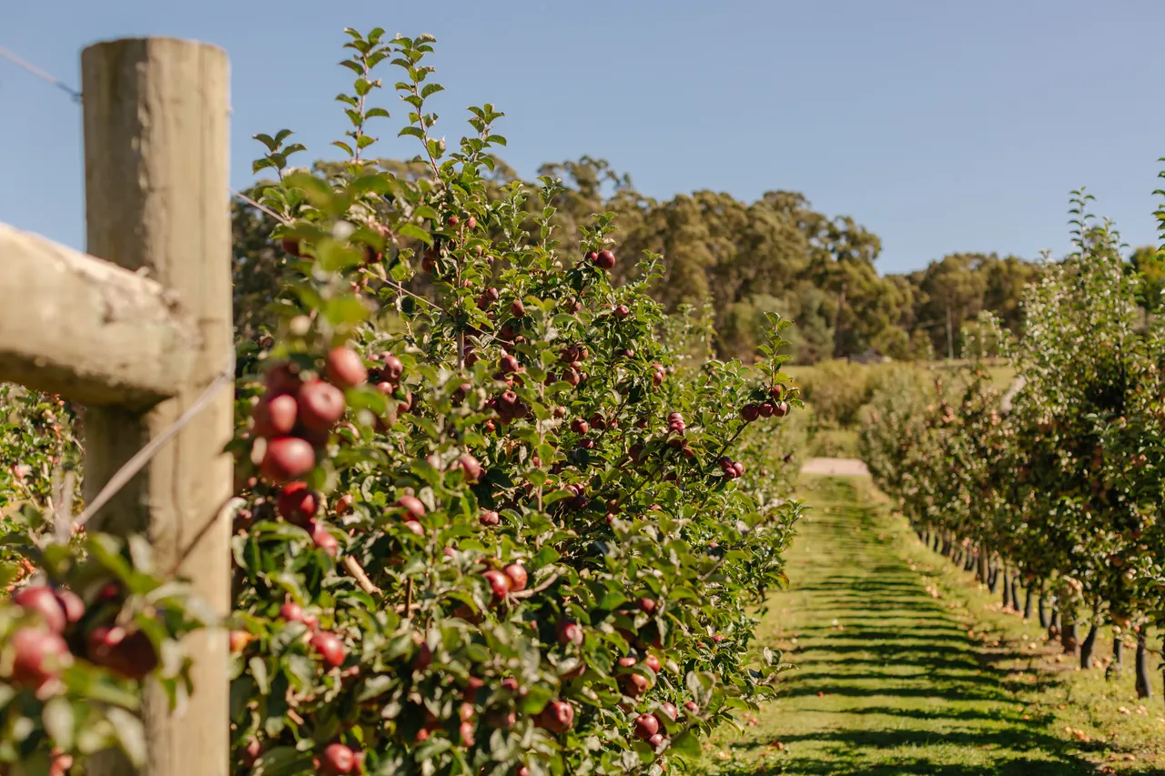 Apple Orchard