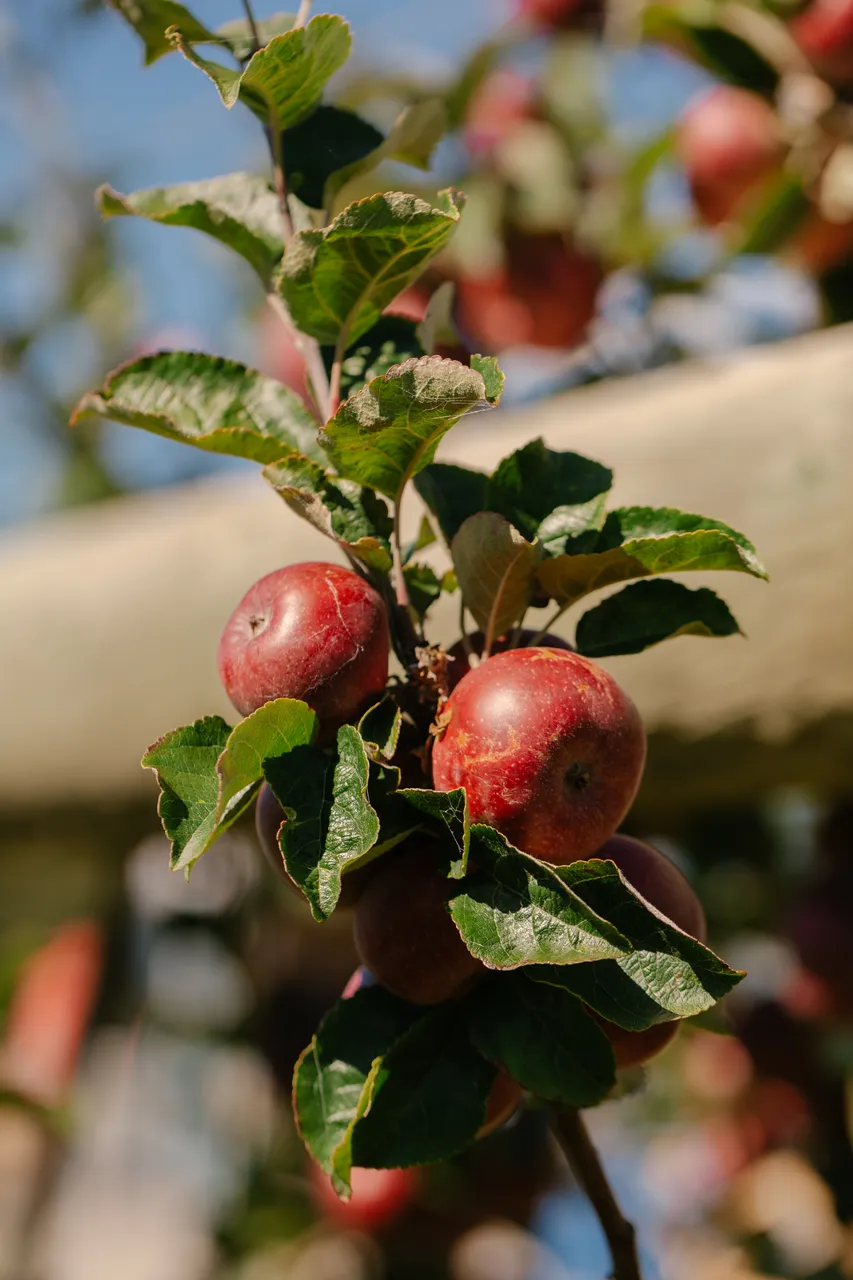Apple Orchard