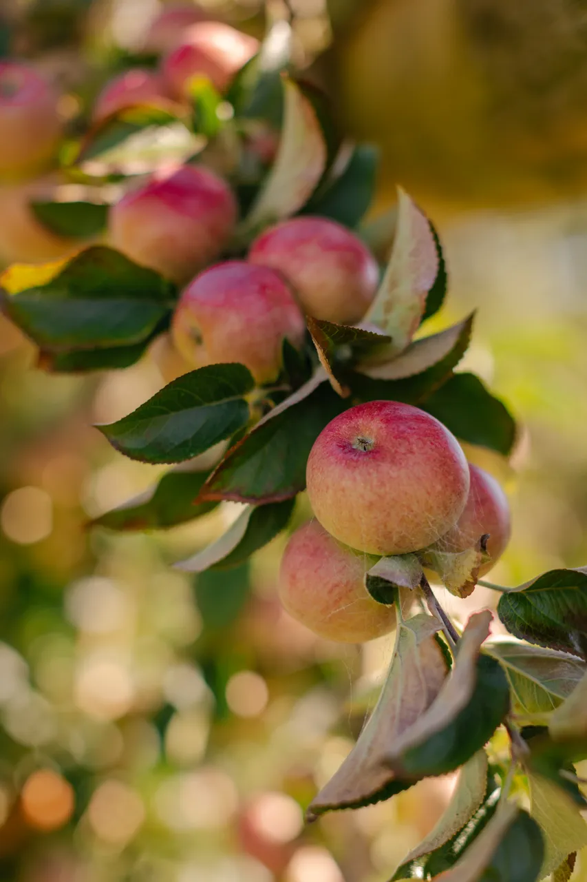 Apple Orchard