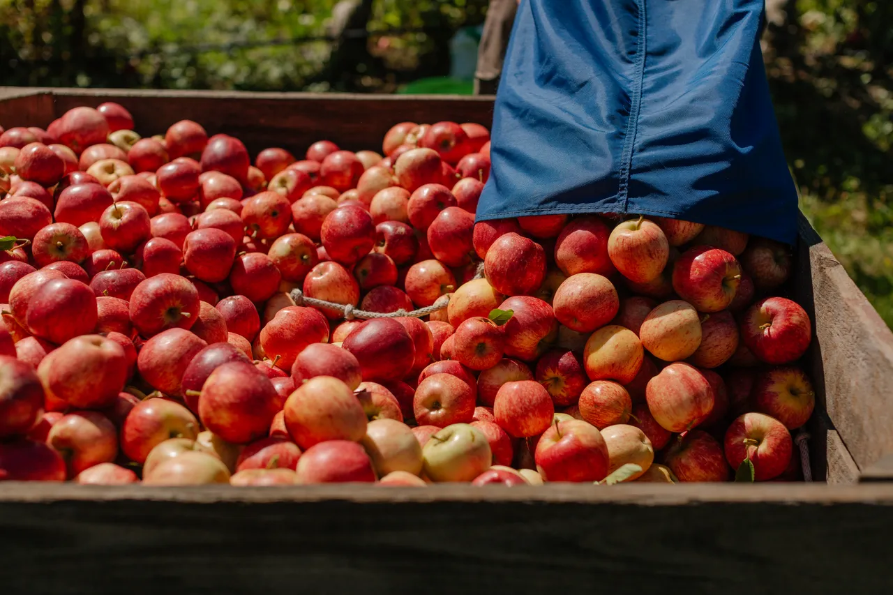 Apple Crate