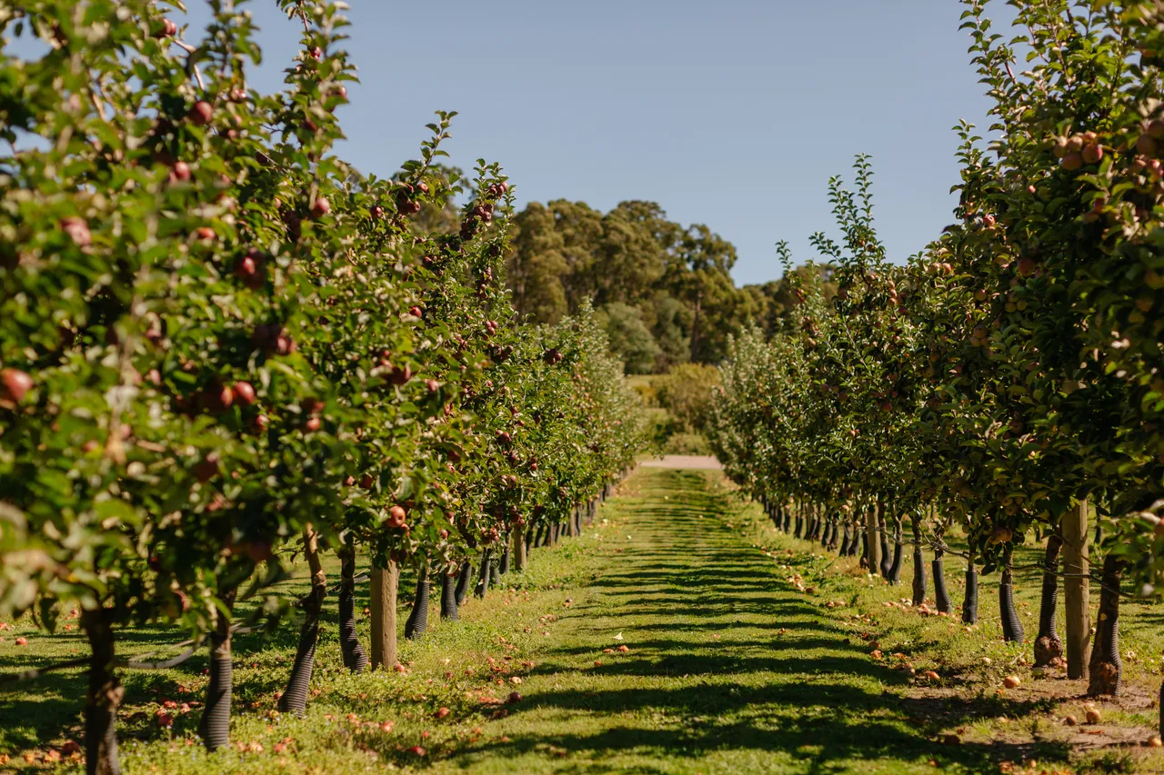 Apple Orchard