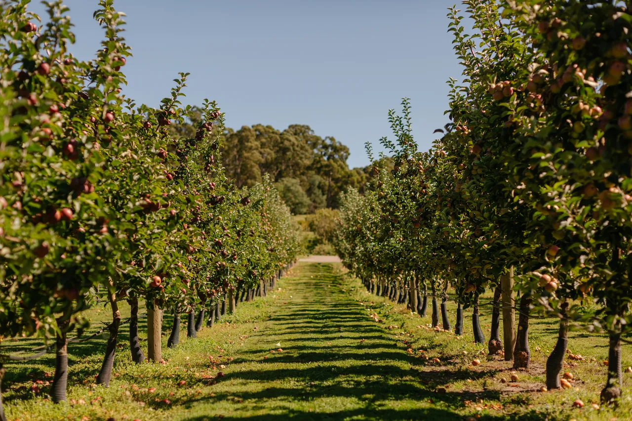 Apple Orchard