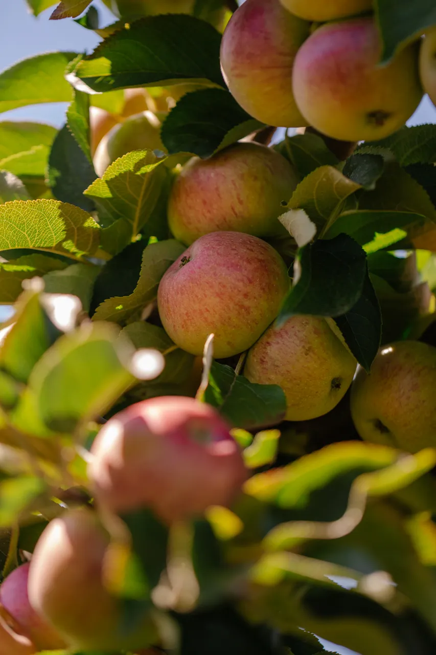 Apple Orchard