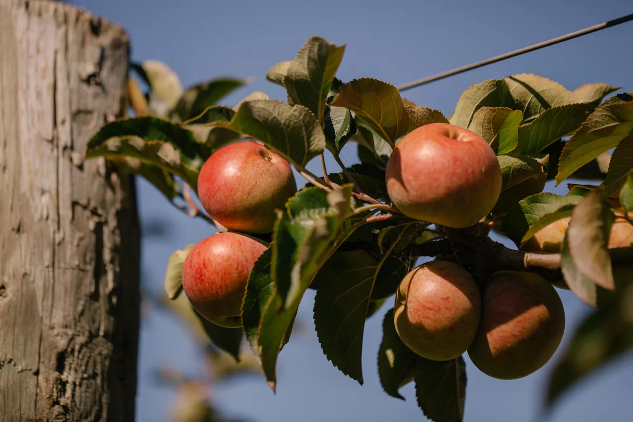 Apple Orchard