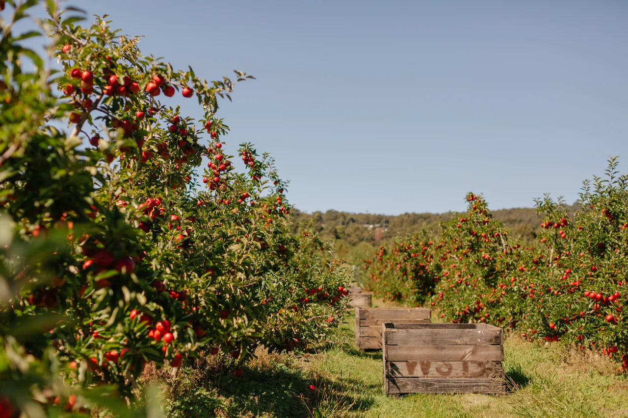 Apple Orchard