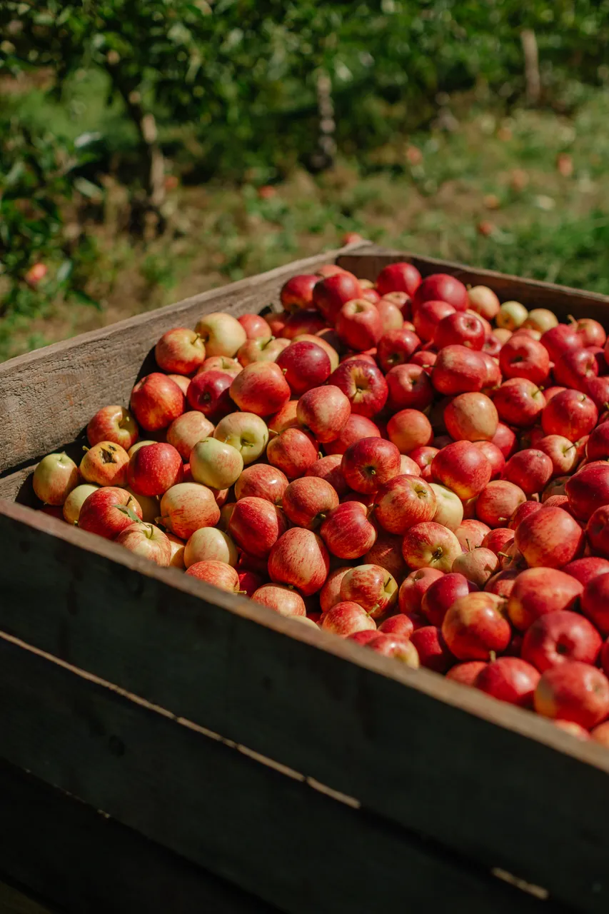 Apple Crate