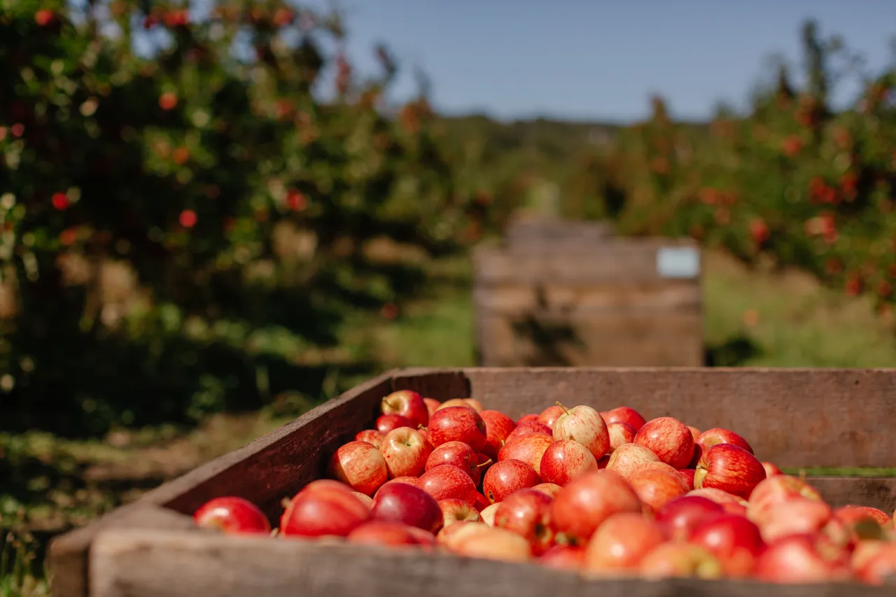 Apple Crate