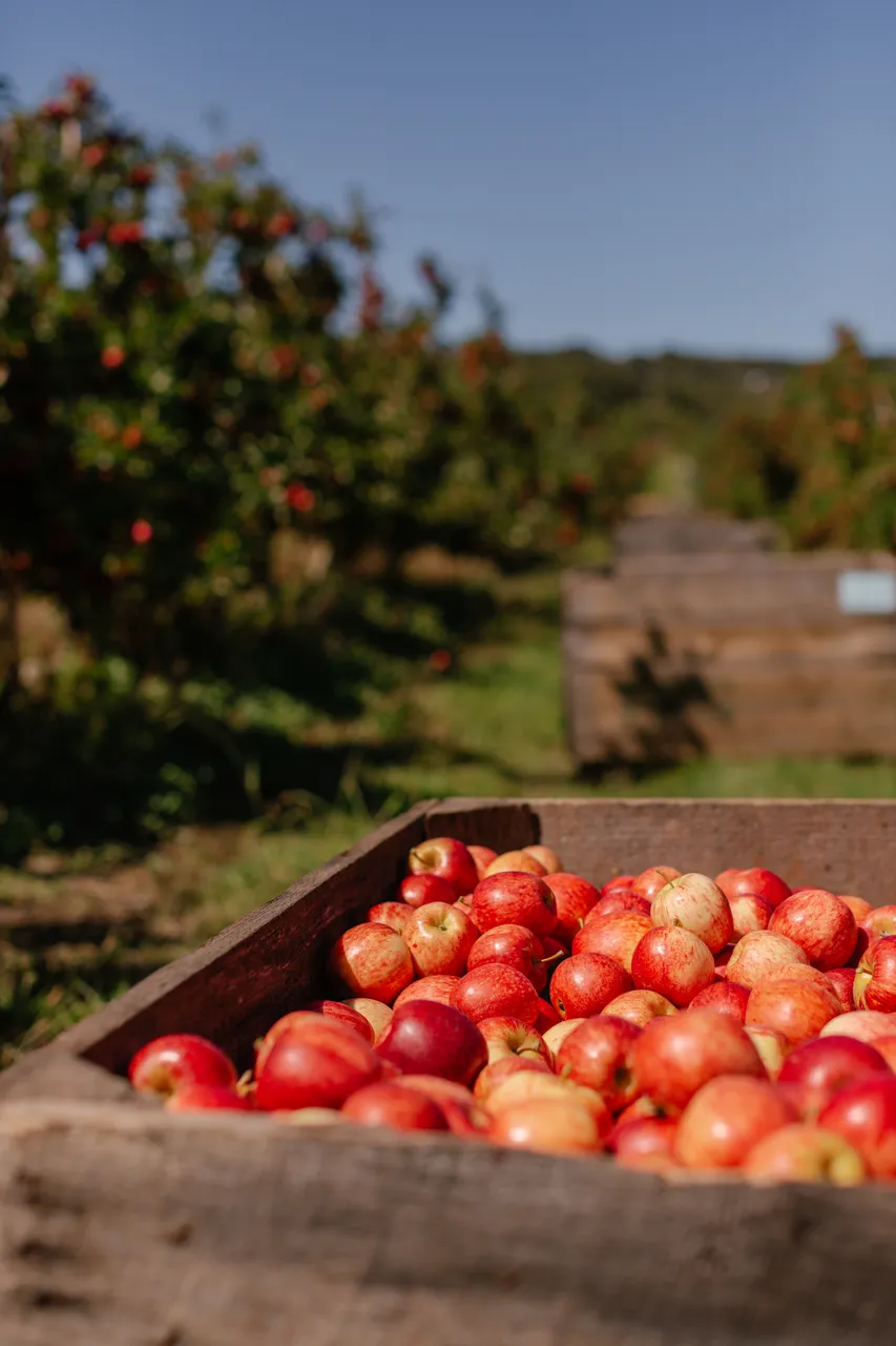 Apple Crate