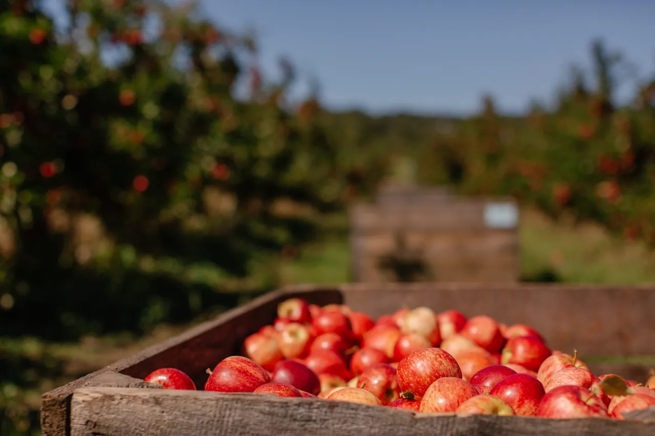 Apple Crate