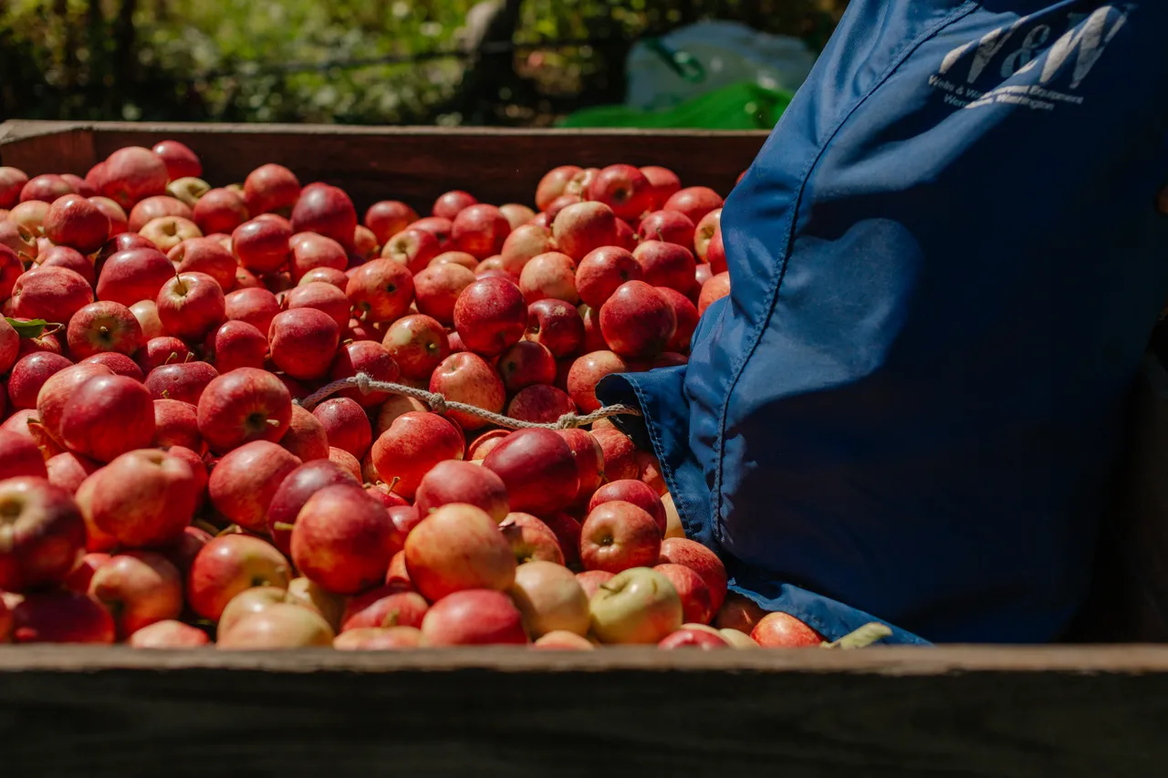 Apple Crate