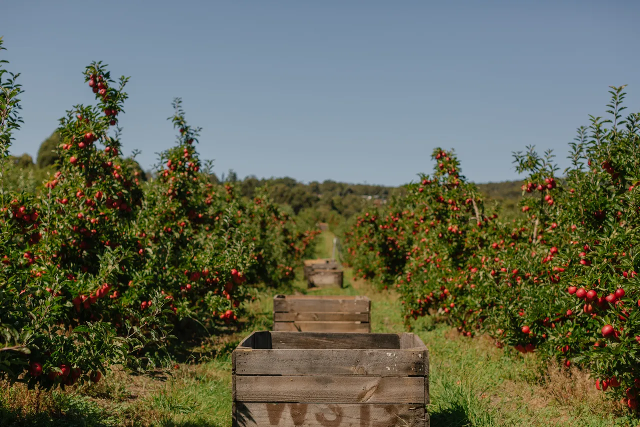 Apple Orchard