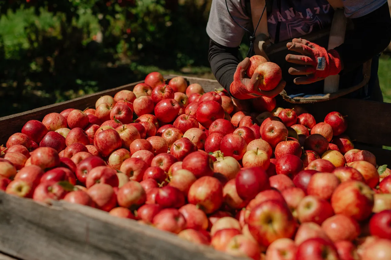 Apple Orchard