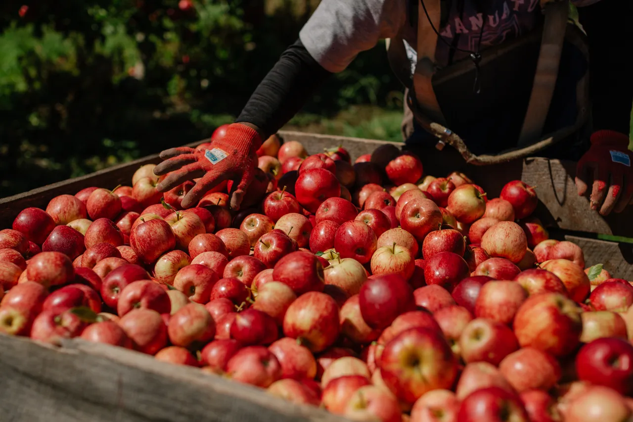 Apple Orchard