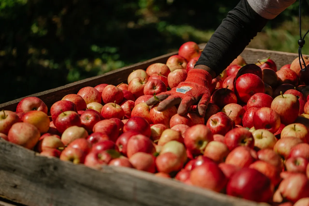 Apple Orchard
