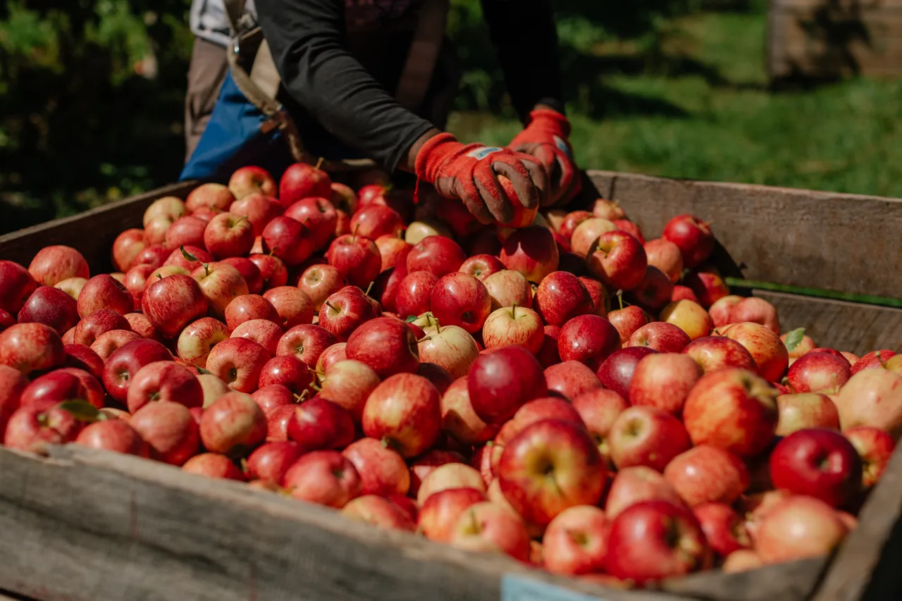 Apple Orchard