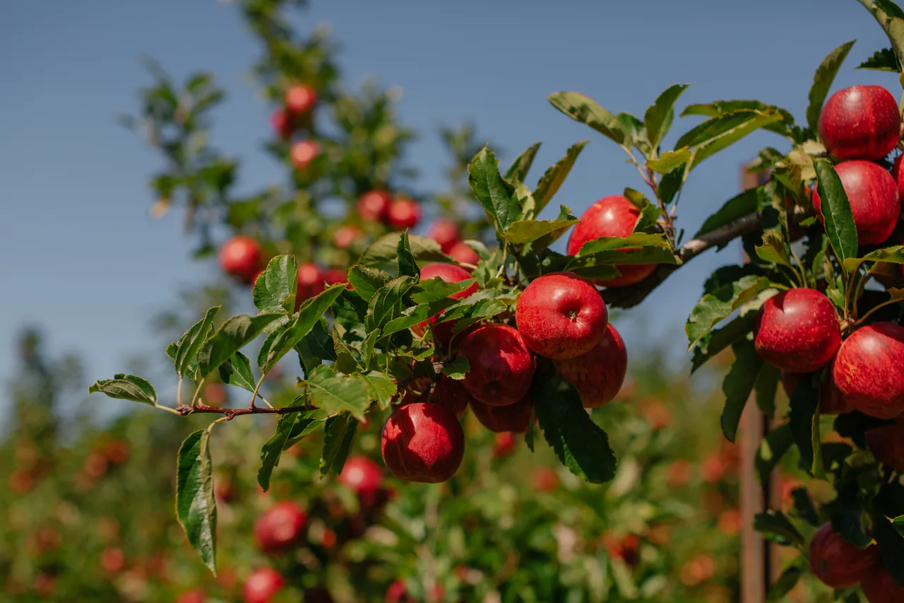 Apple Orchard