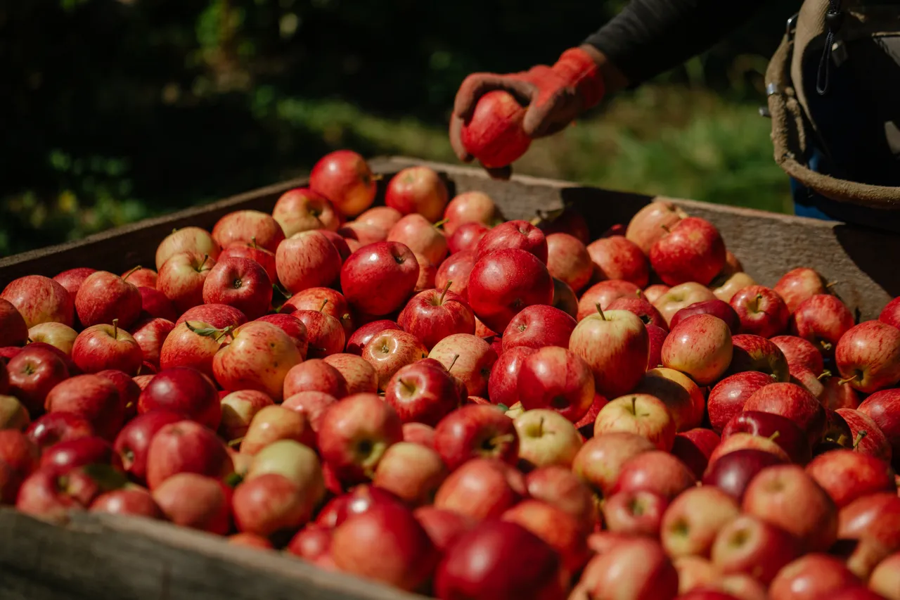 Apple Orchard