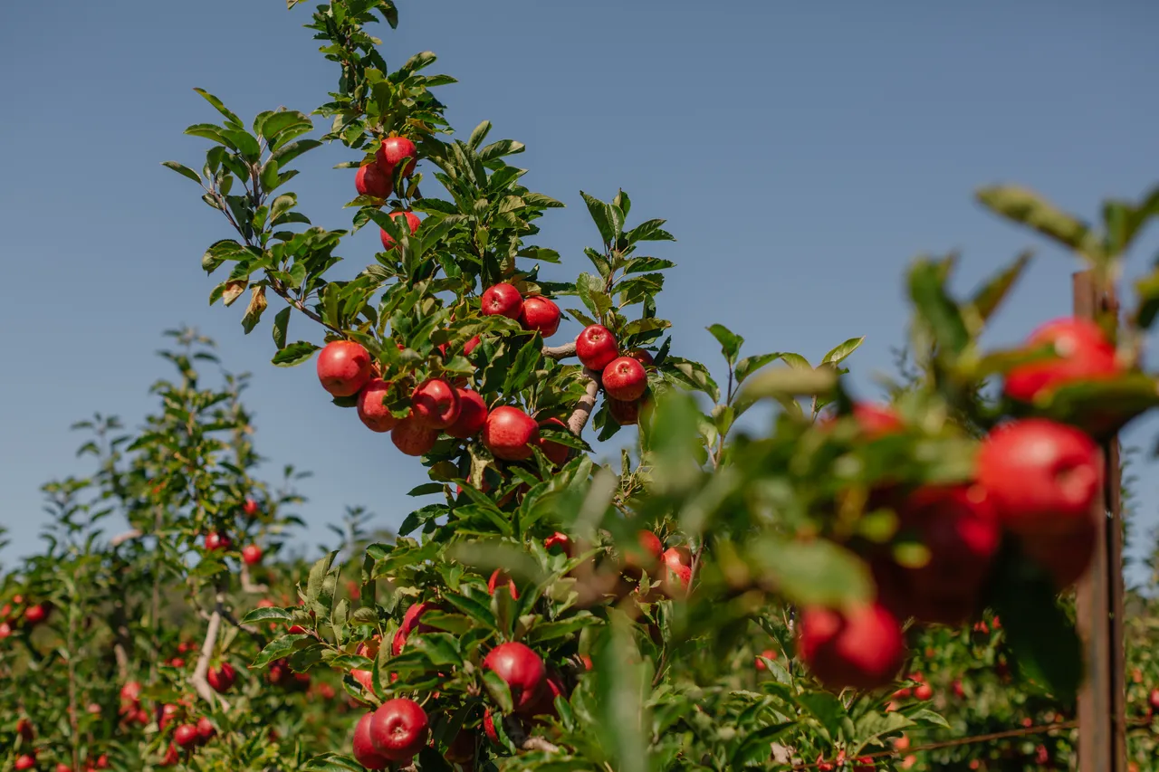 Apple Orchard