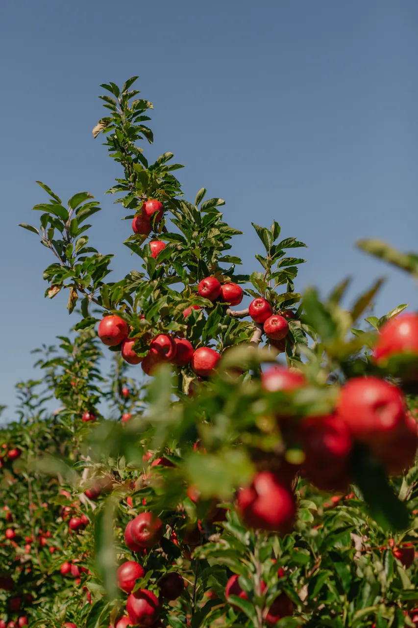 Apple Orchard