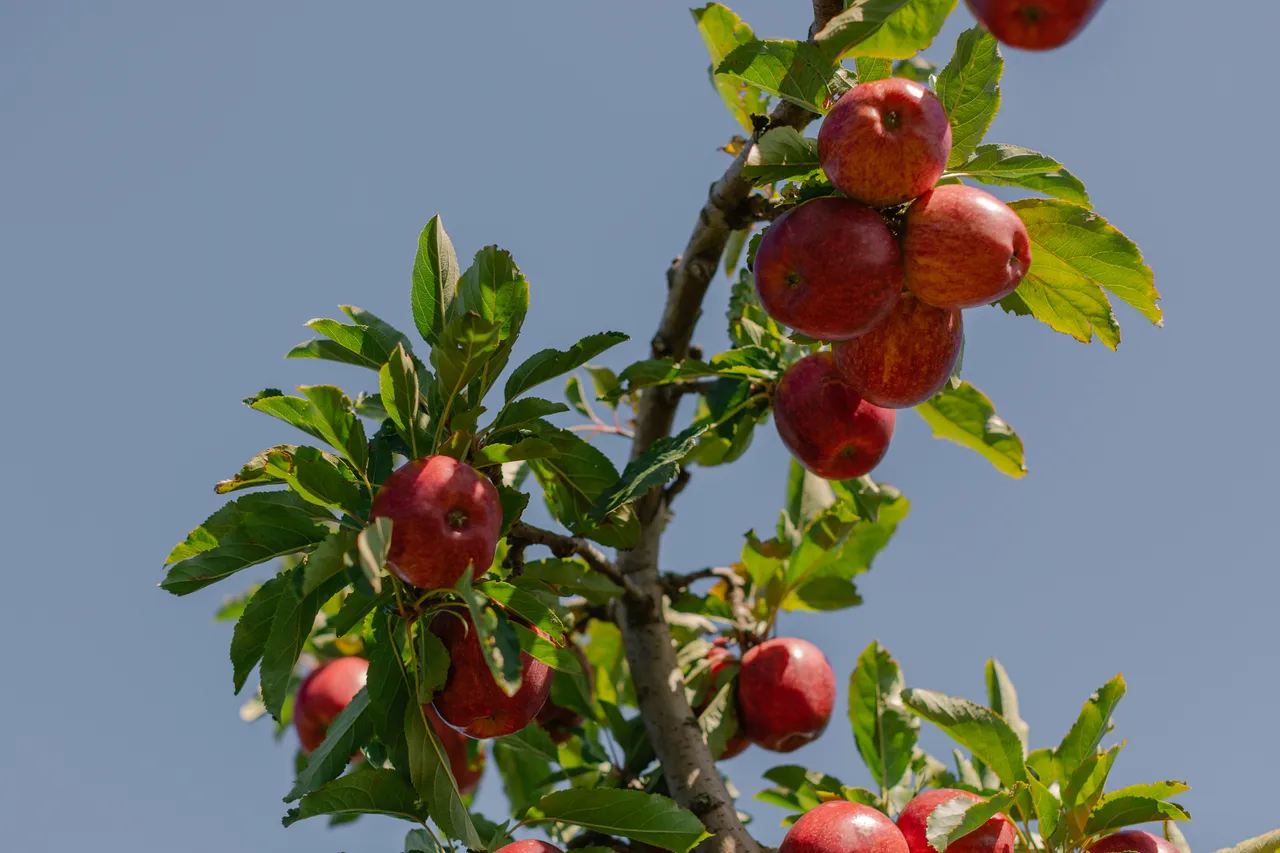 Apple Orchard