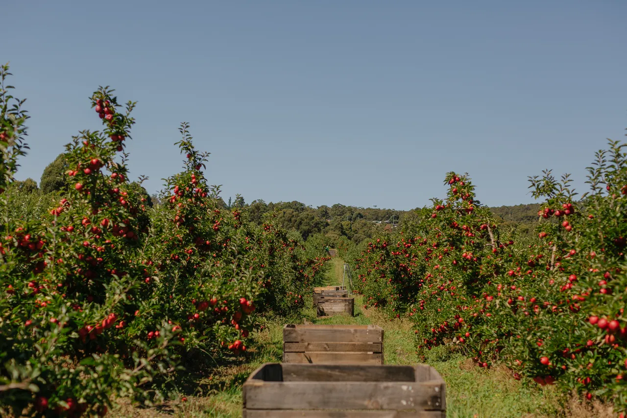 Apple Orchard