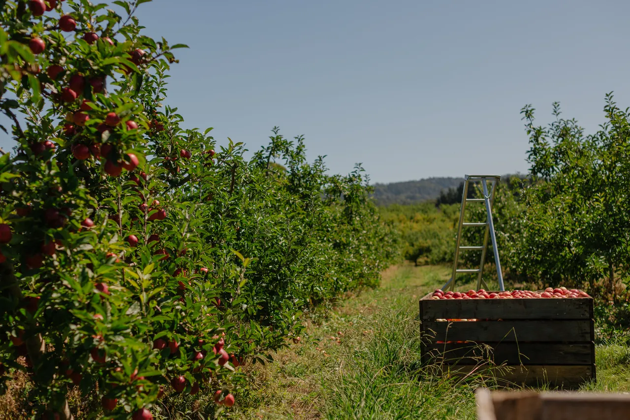 Apple Orchard