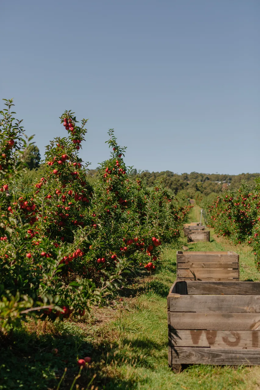 Apple Orchard