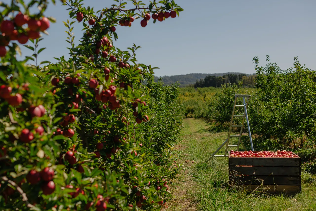 Apple Orchard