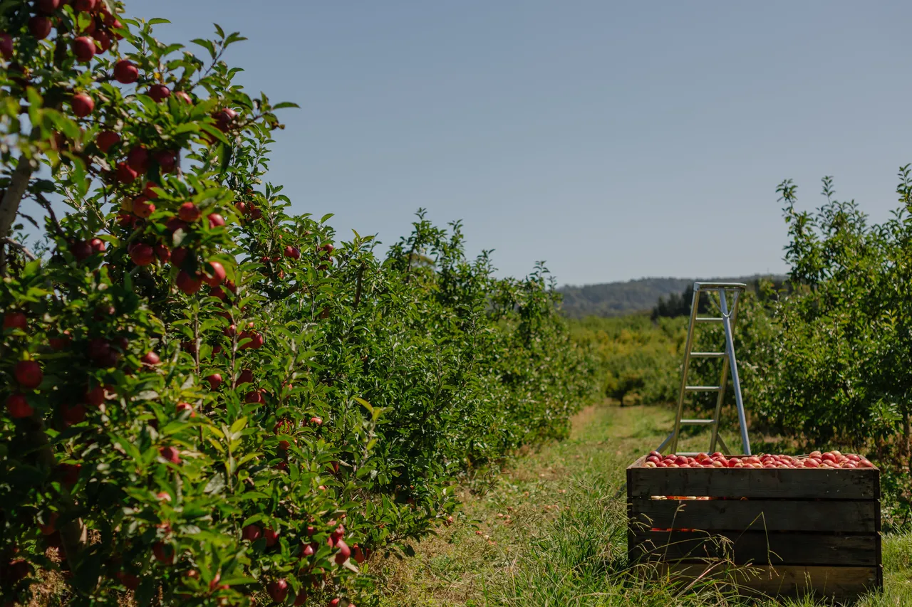Apple Orchard