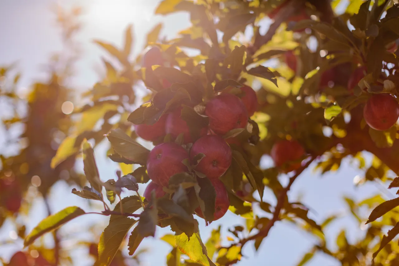 Apple Orchard