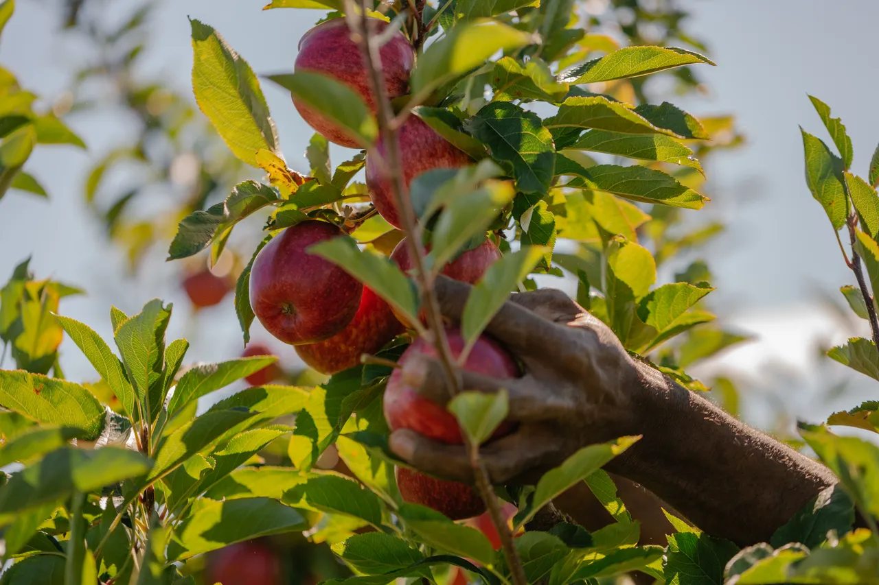 Apple Orchard