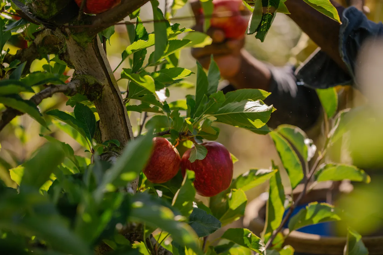 Apple Orchard