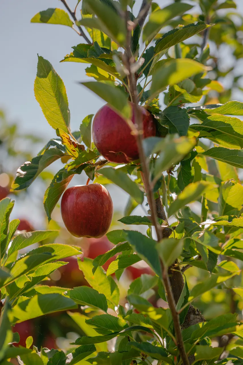 Apple Orchard