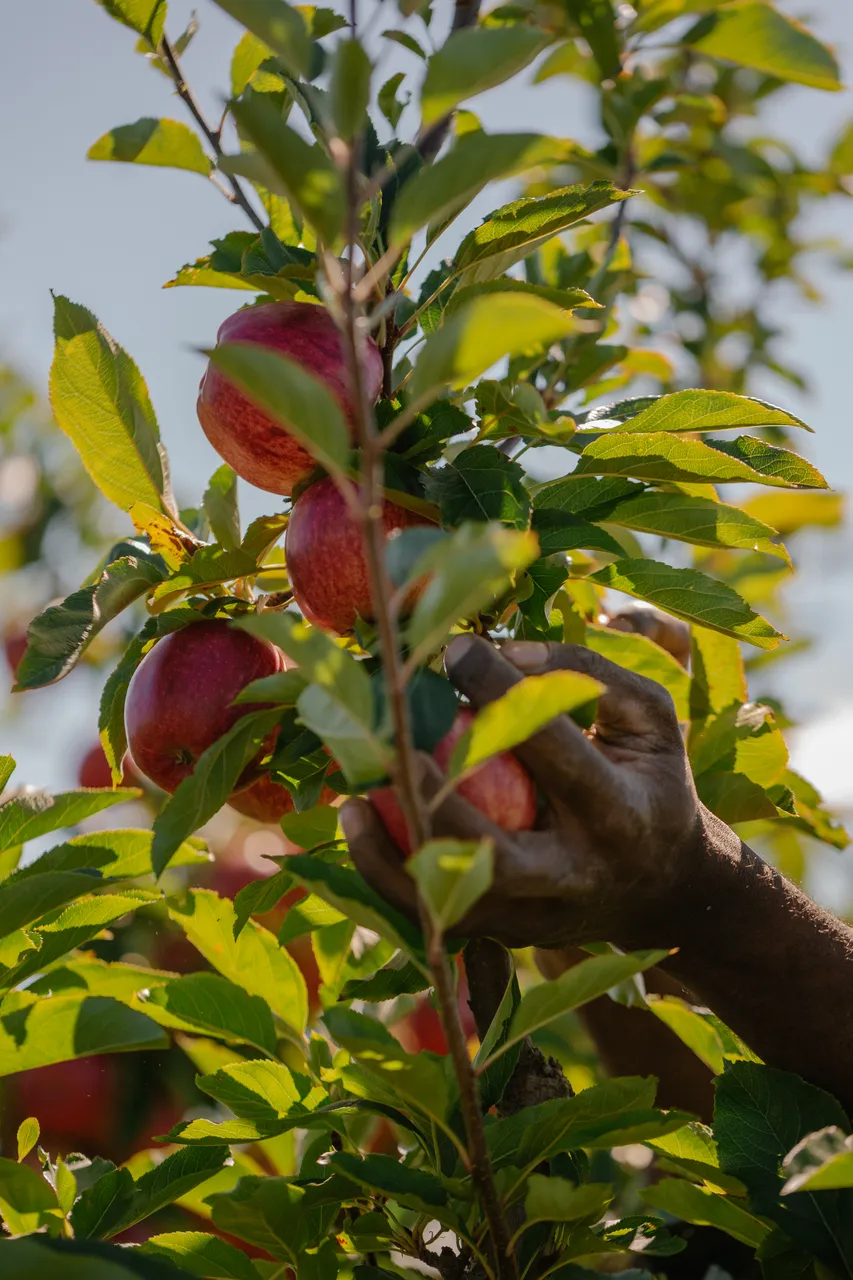 Apple Orchard